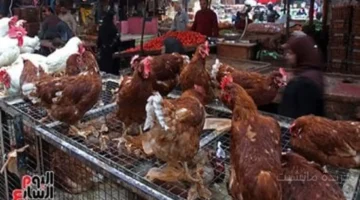 تطور جديد.. سعر الفراخ اليوم في المنوفية هل يستقر أم ترتفع مجدداً؟ 1